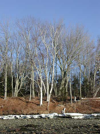 White birches along the western shoreline.